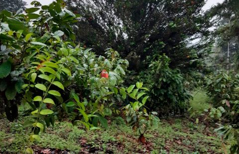 Fina 2.5 hectáreas en Pedro Vicente Maldonado.