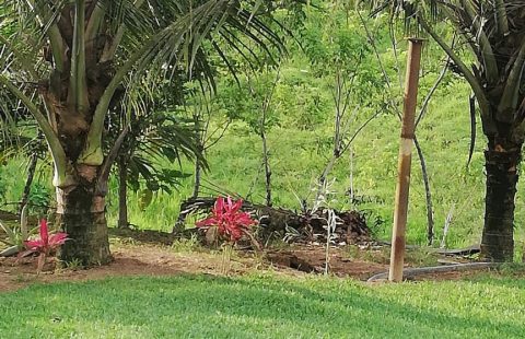 Vendo hermosa quinta de 3 hectareas a 20 minutos del centro de Santo Domingo